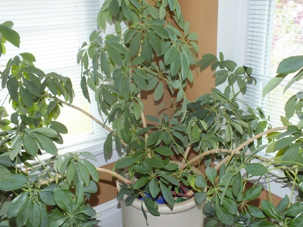 LARGE MATURE HOUSE PLANT - REAL!