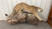 Mountain lion full mount