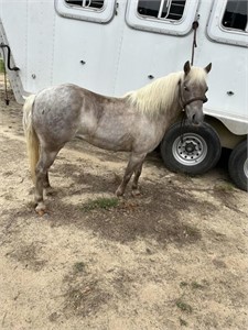 MARE PONY-4 YRS OLD *VIDEO