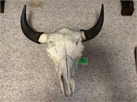 Bison skull with horns 2 ft x 2 ft