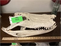 Alligator skull 24