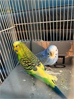 Pair of parakeets
