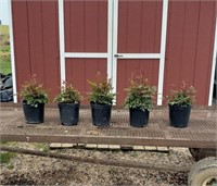 5 Red Plume Astilbe Flower Plants