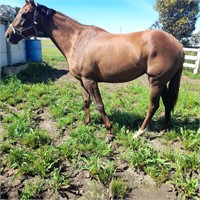 (VIC) SOLITARY ROSE - THOROUGHBRED MARE