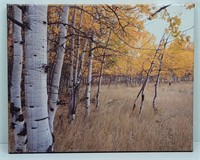 PRINT OF ASPENS AT BASE OF WHITE CLOUD MOUNTIANS