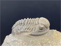 Trilobite, Fossil, Rock, Natural, Collectible, Spe