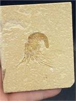 Shrimp, Fossil, Rock, Natural, Decor, Collectible,