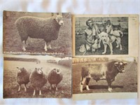 Antique Livestock Post Cards 1906 + Monkey Man