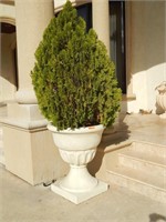 Large Planters with Pine Tree