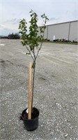 Ayers Pear (Lot of 1 Tree)