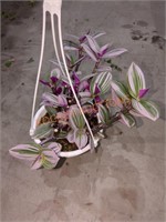 Small Hanging Basket