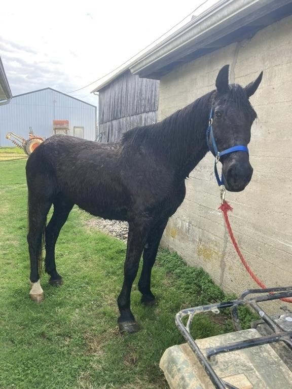 Black Thunder - 15 YO Black Gelding