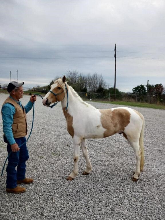 Custer - 4 YO Palomino/White Spotted Gelding