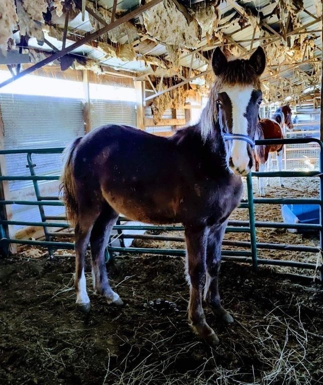 Big 'En - Black Roan Yearling Draft Crossbred Colt