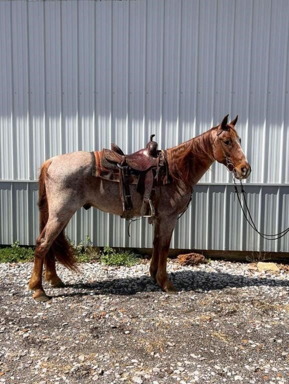 Crimson's Red Man - Reg. 2016 Red Roan TWH Gelding