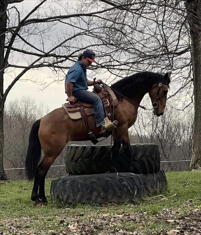 Teonna - 5 YO Buckskin Mare