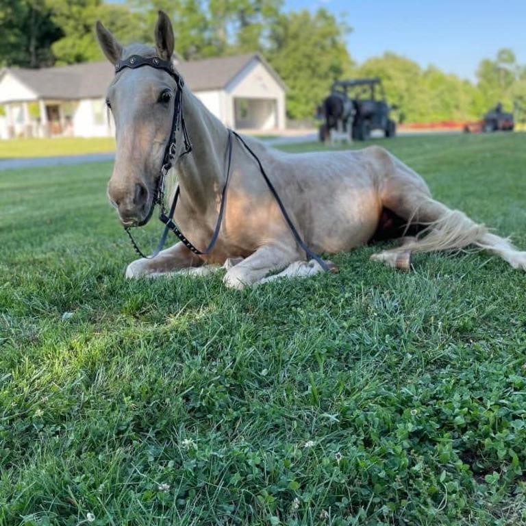 R.J. - 3 YO Palomino TWH Gelding