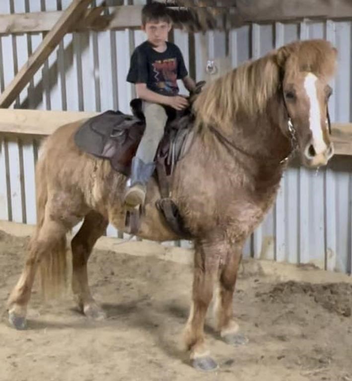 Stormy - Reg 10 YO Icelandic Pony Gelding