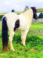 Katie-5yr-12HH-Mare