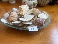GLASS TRAY OF SHELLS