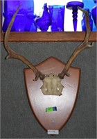 Scottish Antler Mount - 6-point