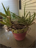 Potted aloe
