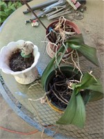 2 potted houseplants (orchids?) and 1 pot