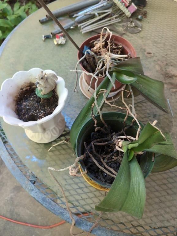 2 potted houseplants (orchids?) and 1 pot