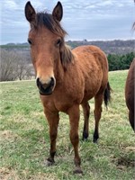 COW BRED YEARLING FILLY
