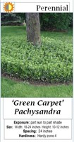 24 Groundcover Green Carpet Pachysandra Plants