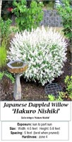 3 Dappled Japanese Willow Plants
