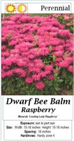 4 Dwarf Raspberry Bee Balm Plants