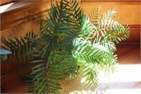 Palm or Fern plant