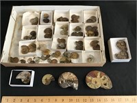 Ammonite lot - some nice big ones!