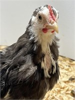 2 Unsexed-Mottled Cochin Bantam Chicks