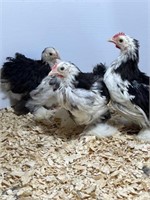 3 Unsexed-Mottled Cochin Bantam Chicks