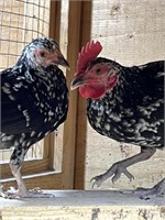 Pair-Spangled Old English Game Bantams