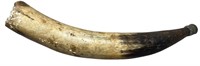 Authentic Horn Animal Call