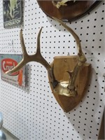 6 POINT ATYPICAL MOUNTED DEER ANTLERS