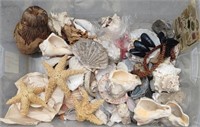 Tote Of Sea Shells - Star Fish & More