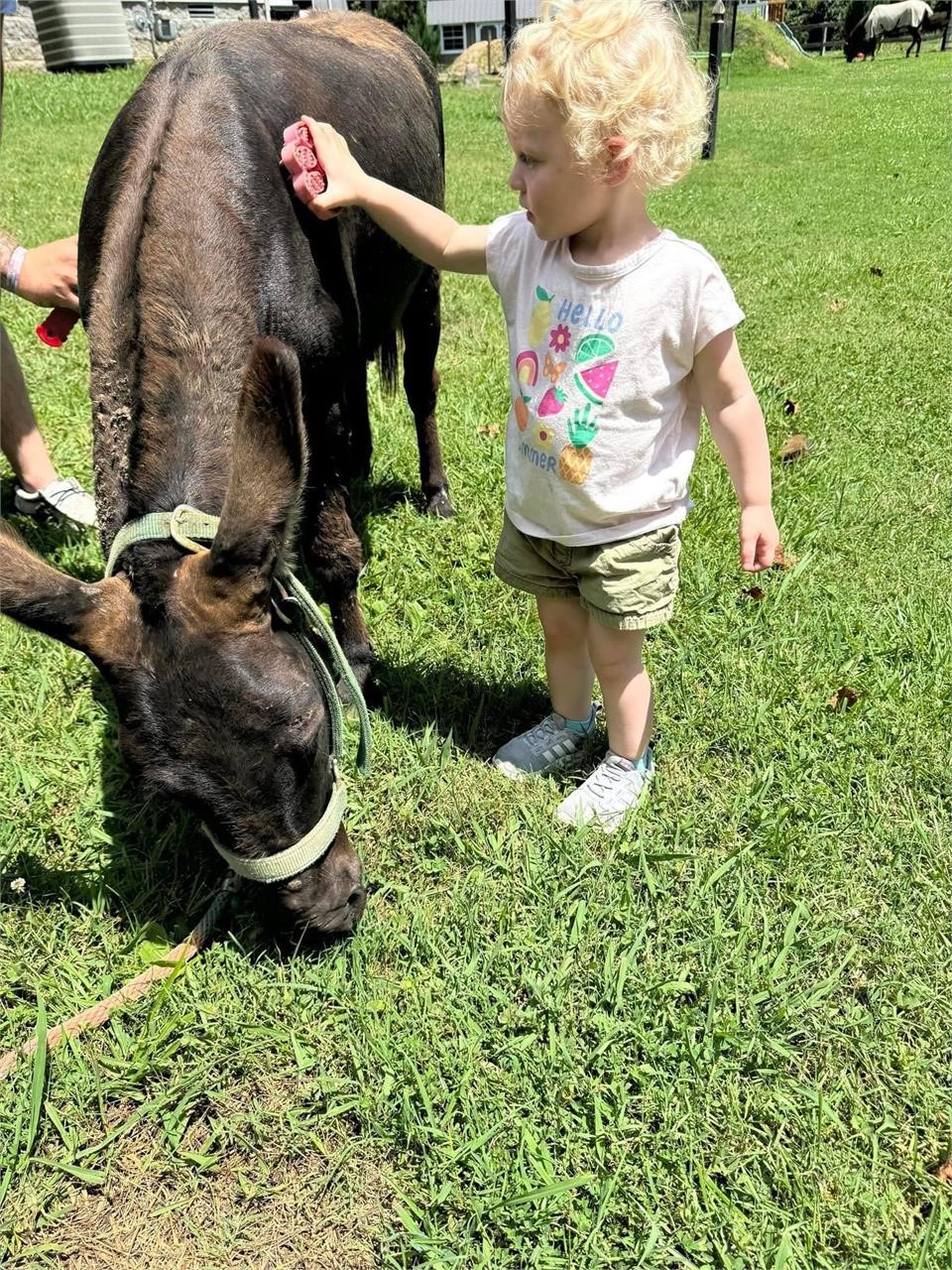 American Made Livestock Market RIDING HORSE SPECIAL