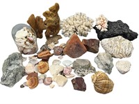 Rock, Shell, Coral & Sponge Exploration Lot
