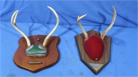 2 Whitetail Antler Mounts