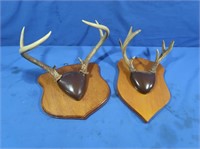 2 Whitetail Antler Mounts