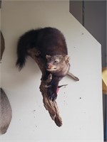 Fisher Cat taxidermy mount