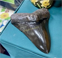 MEGALODON TOOTH DECORATION