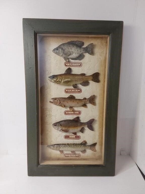 Shadowbox Decorative Fresh Water Fish Display U15E