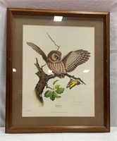 Saw Whet Owl By Jim Oliver Framed & Matted Print