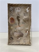 Vintage handmade shell specimen collection
