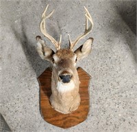 Well Done Mule Deer Head Trophy Mount